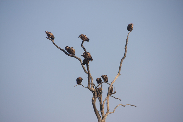 Vautours, Chobe