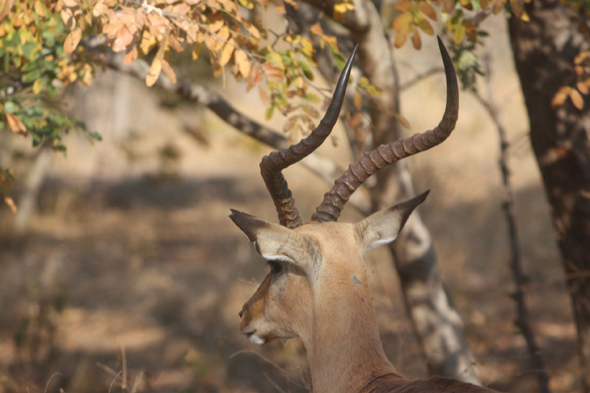 Impala, parc de Chobe, Botswana