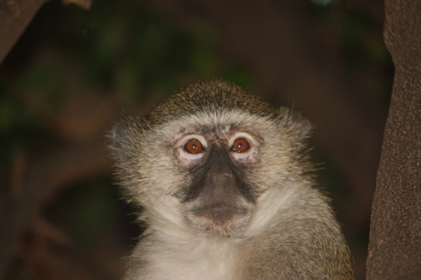 Botswana, vervet, Chobe