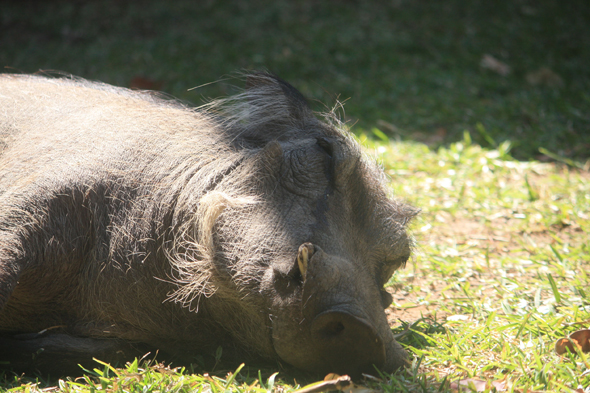 Phacochère, parc de Chobe