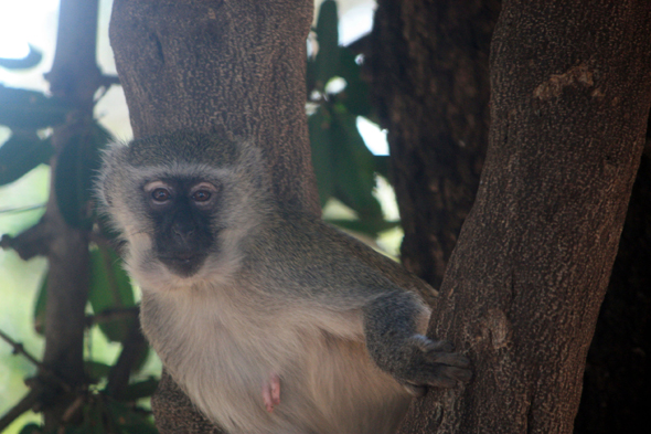 Vervet, Botswana, Chobe