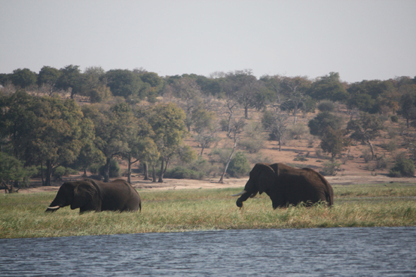 Eléphants, Botswana, Chobe