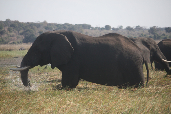 Groupe d'éléphants, Chobe