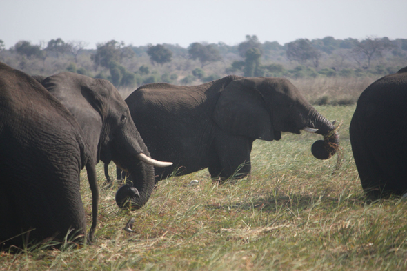 Eléphants d'Afrique, Chobe
