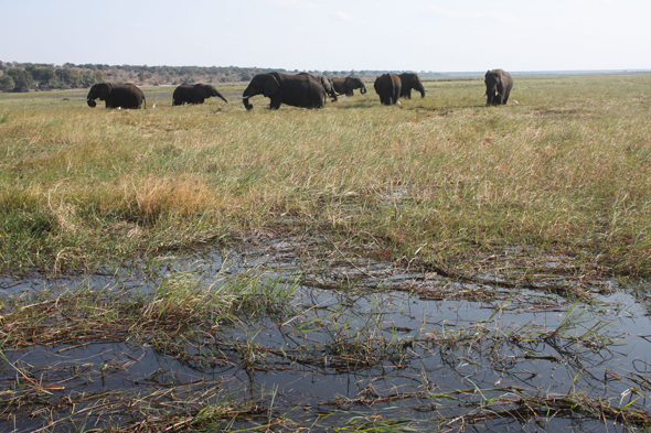 Botswana, éléphants, parc de Chobe