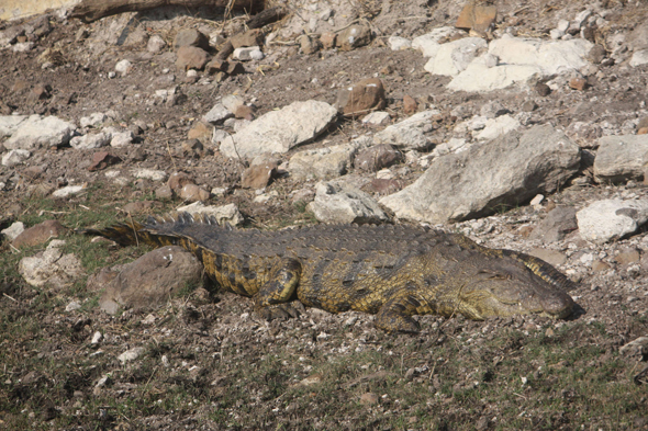 Crocodile, Chobe