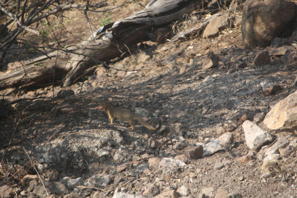 Mangouste, Chobe