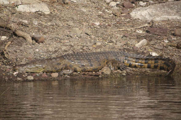 Crocodile, fleuve Chobe