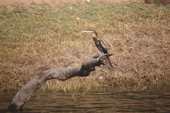 Cormoran, Chobe