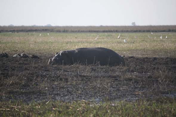Hippopotame, Chobe