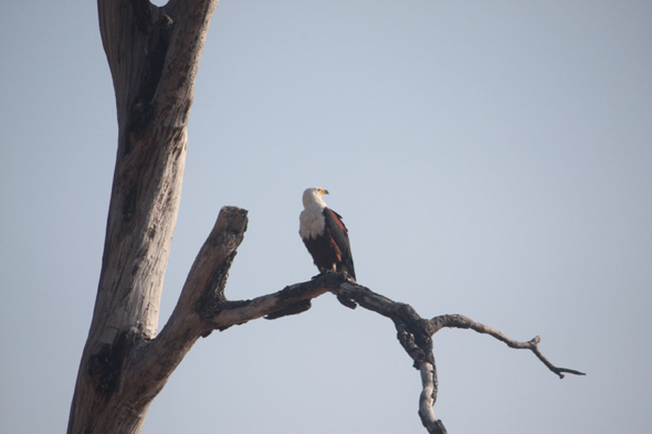 Aigle pêcheur, Chobe