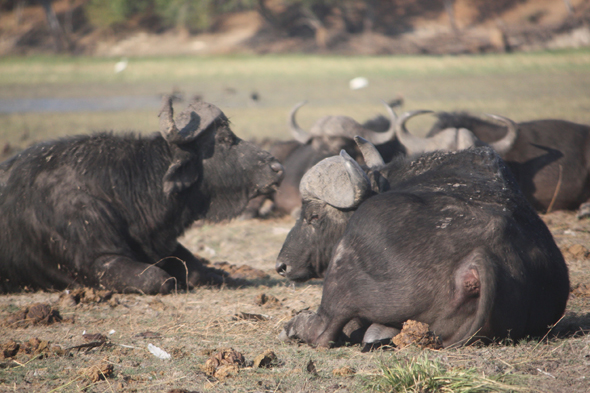 Buffles, Chobe