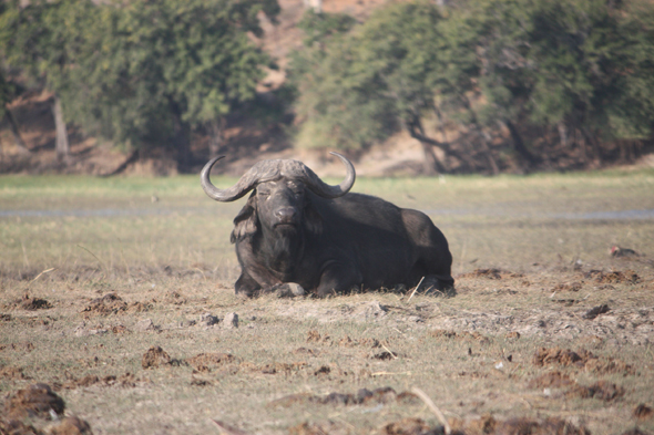 Buffle, Chobe, Botswana