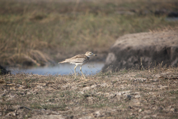 Oedicnème tachard, Chobe