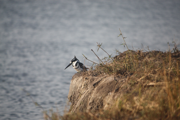 Martin pêcheur, Chobe