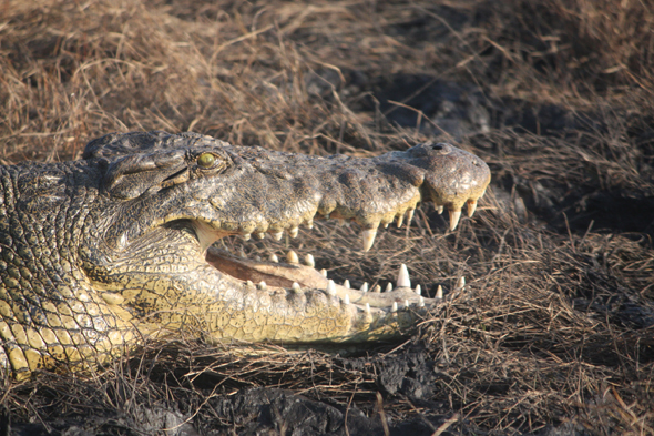 Botswana, crocodile, Chobe