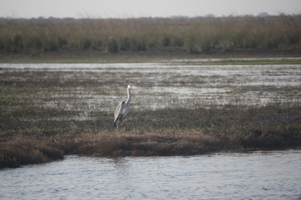 Héron, Chobe