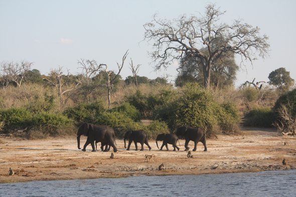 Eléphants, Chobe, vue