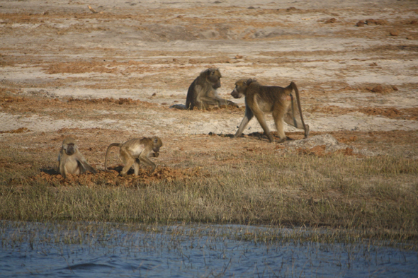 Babouins, Chobe