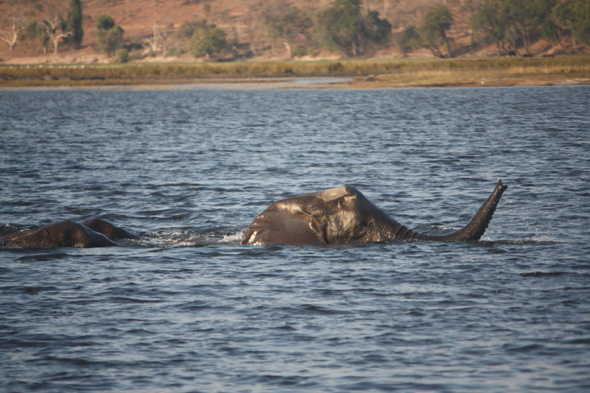 Botswana, éléphants, Chobe, Afrique