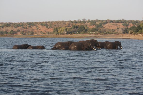Afrique, éléphants, Chobe