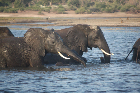 Afrique, éléphants, Botswana, Chobe