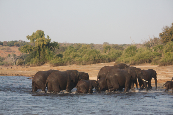 Afrique, éléphants, Chobe, Botswana