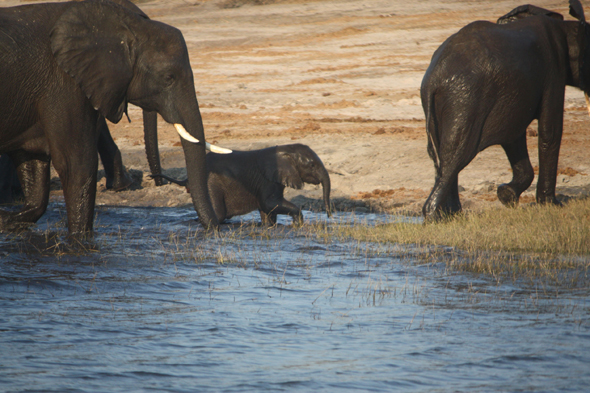 Eléphants, fleuve Chobe