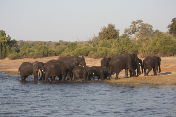 Eléphants, fleuve Chobe, Botswana