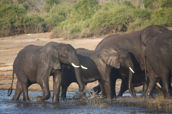 Botswana, éléphants, fleuve Chobe