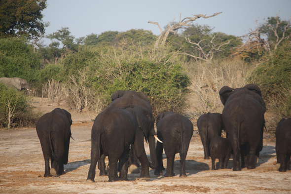Fleuve Chobe, éléphants, Botswana