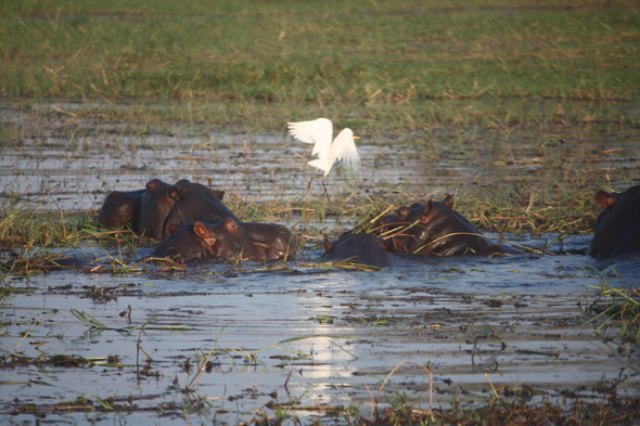 Hippopotames, parc de Chobe