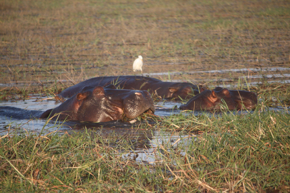 Hippopotames, parc de Chobe, Botswana