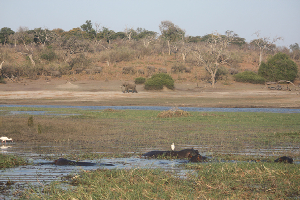 Hippopotames amphibies, Chobe