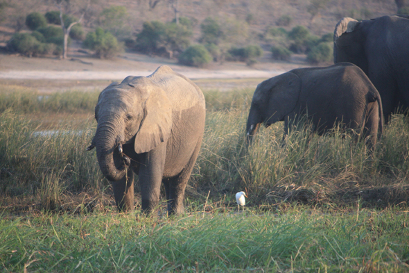 Eléphants, Chobe, trompe