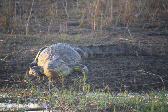 Crocodile, Botswana, parc de Chobe