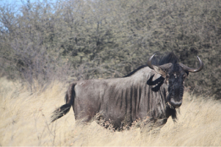 Gnou au Kalahari
