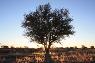 Acacia au Kalahari