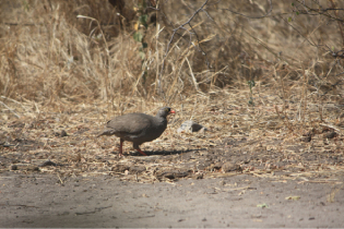 Francolin &agrave; bec rouge