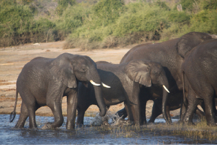 Famille d'&eacute;l&eacute;phants de Chobe