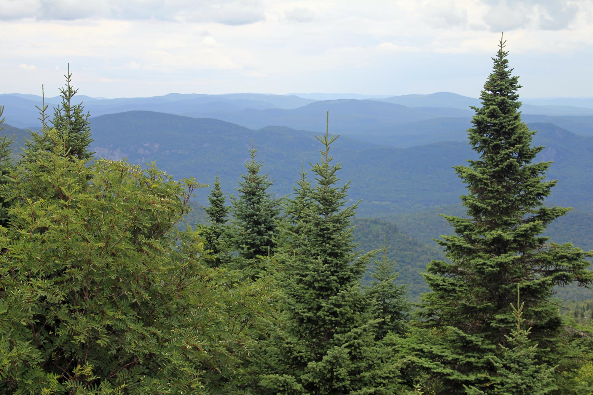 Parc du Mont-Tremblant, forêt