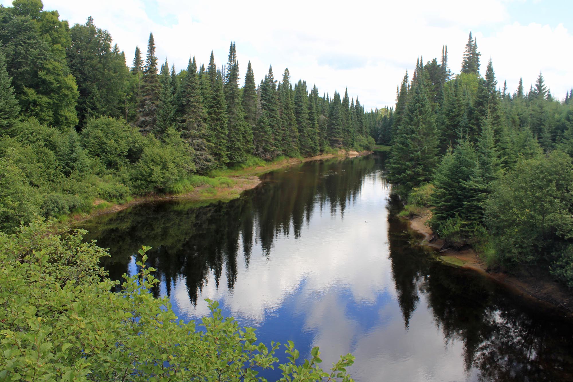 Rivière du Diable, forêt