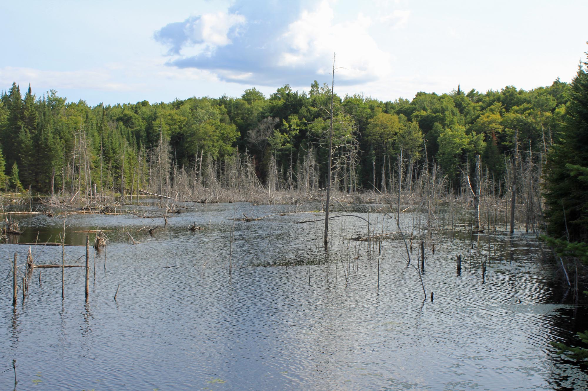 Lac, castor, Mauricie