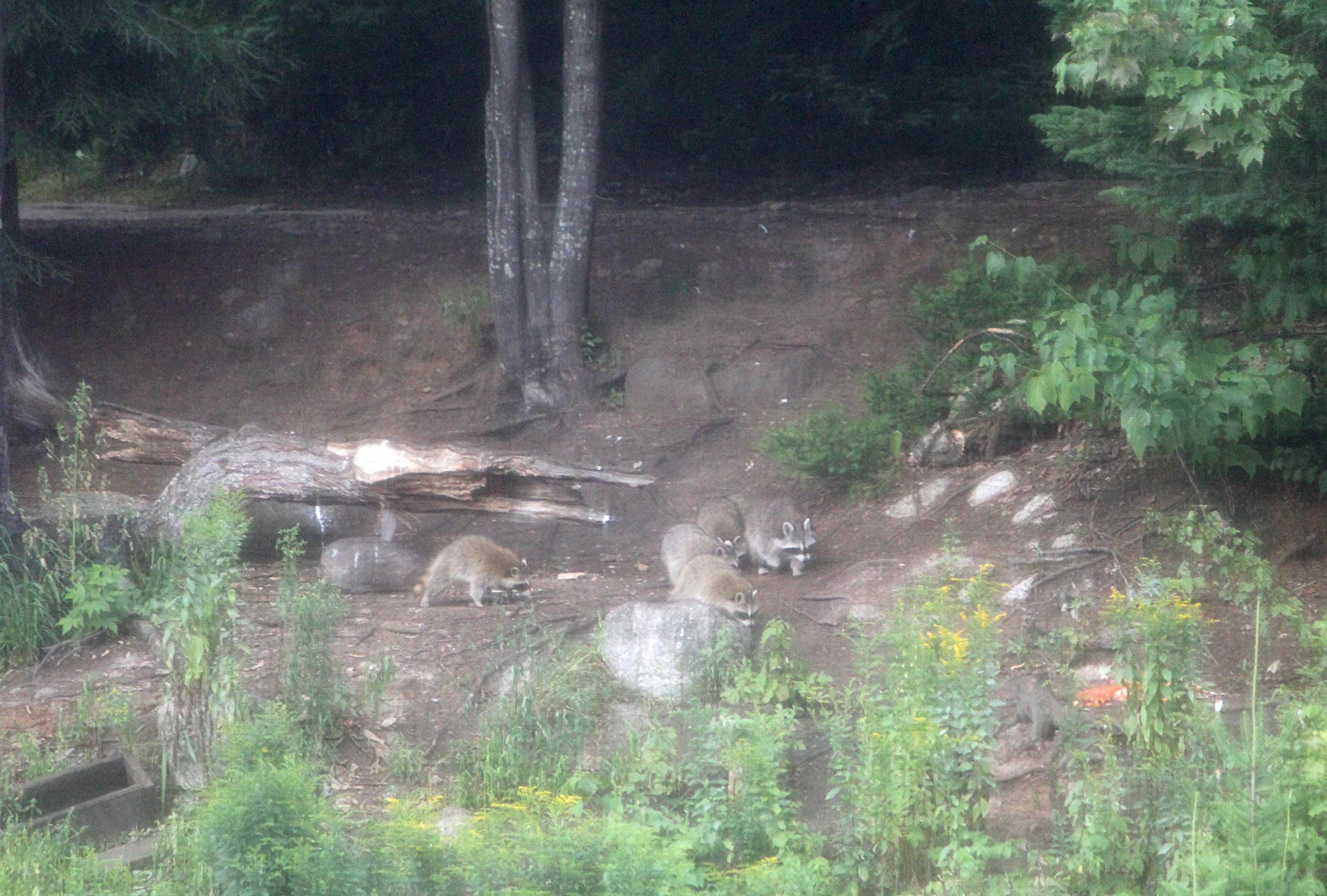 Ratons laveurs, Mauricie