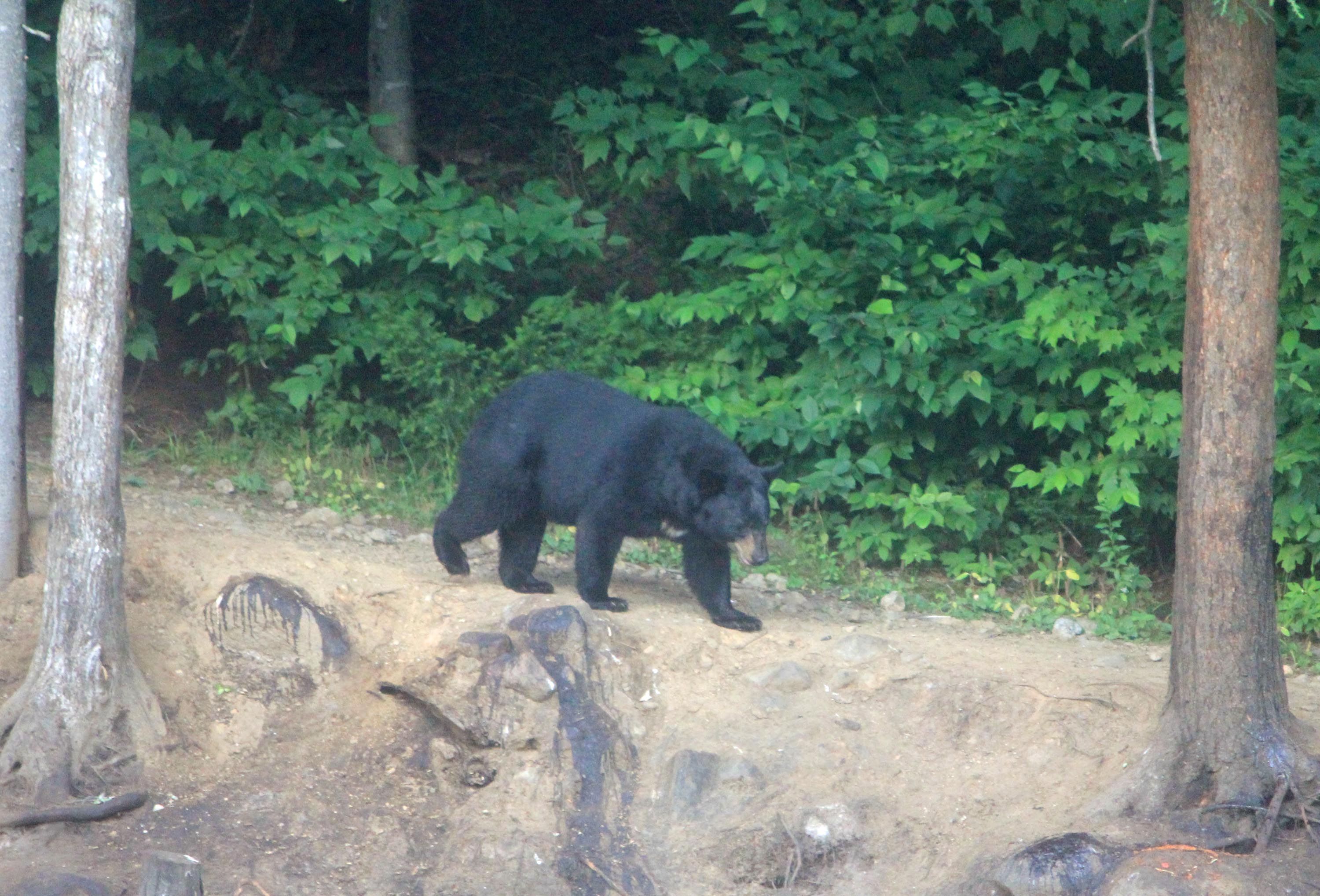 Ours brun, lac Blanc, Mauricie