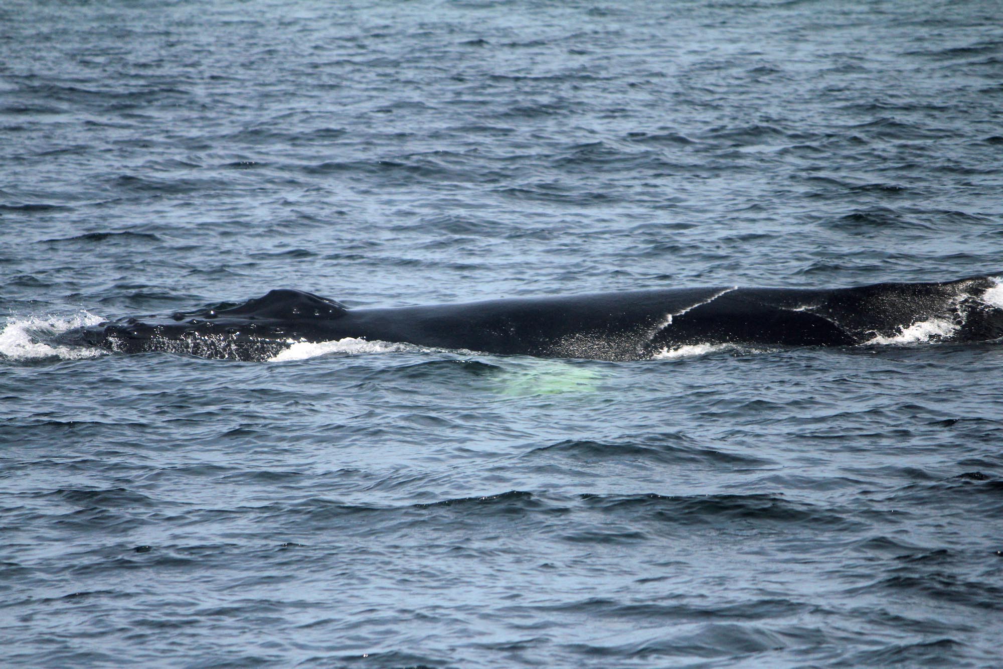 Baleine, Tadoussac