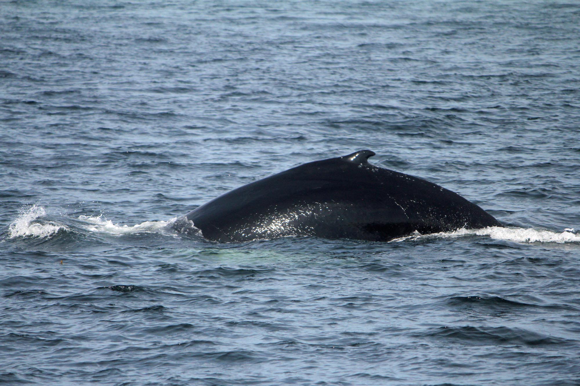 Baleine, Saint-Laurent