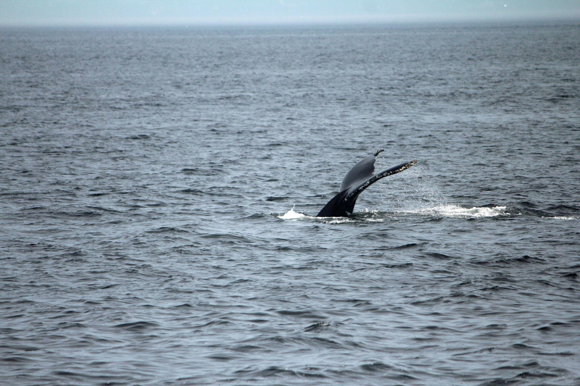 Baleine, Tadoussac, Canada