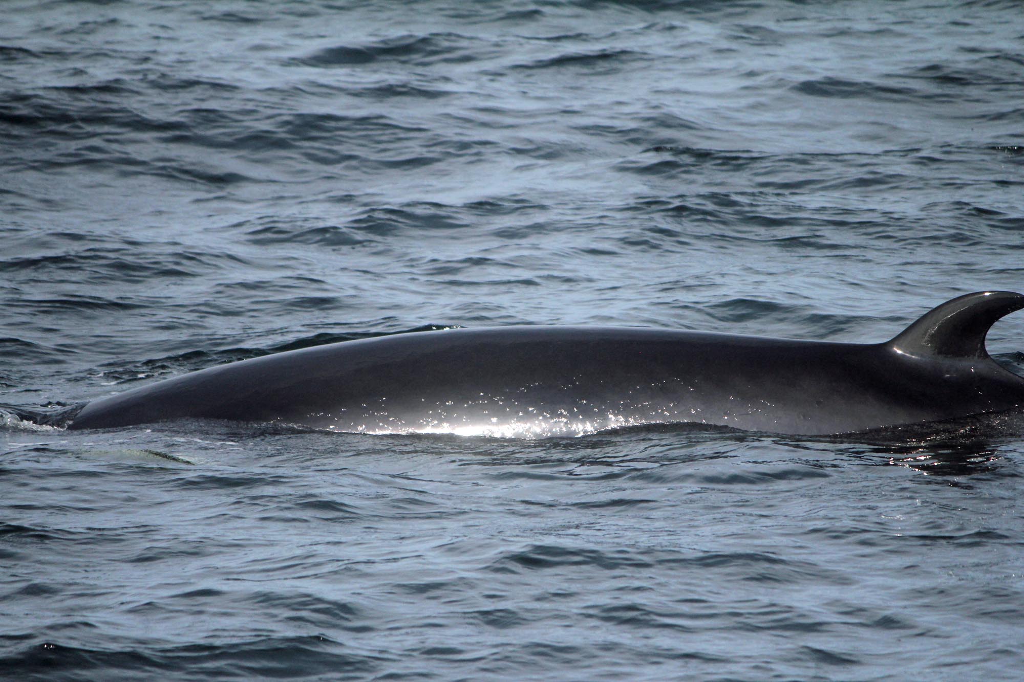 Baleine, fleuve Saint-Laurent