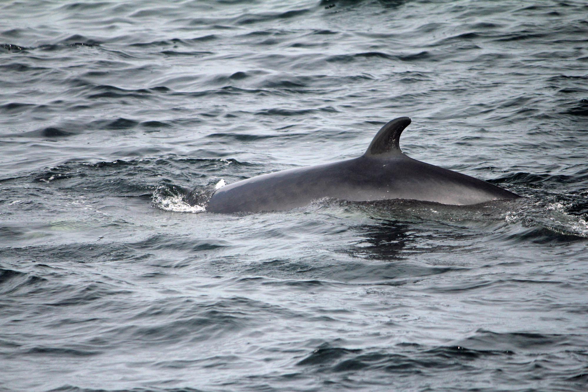 Fleuve Saint-Laurent, baleine